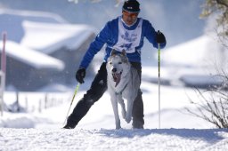 Lenk 2013